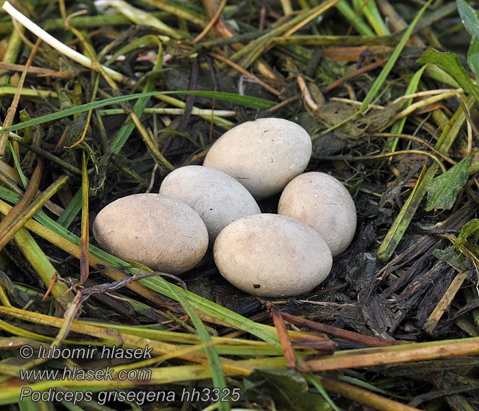 Podiceps griseigena Potápka rudokrká