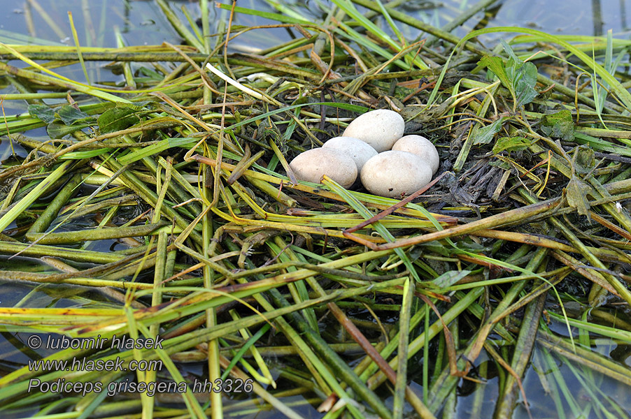 Podiceps griseigena Gråstrubet lappedykker