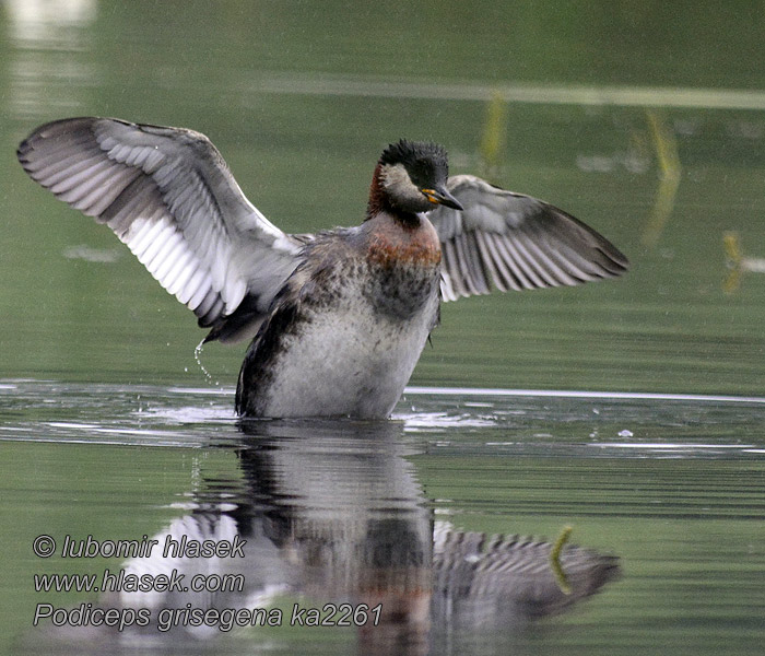 Podiceps griseigena Härkälintu