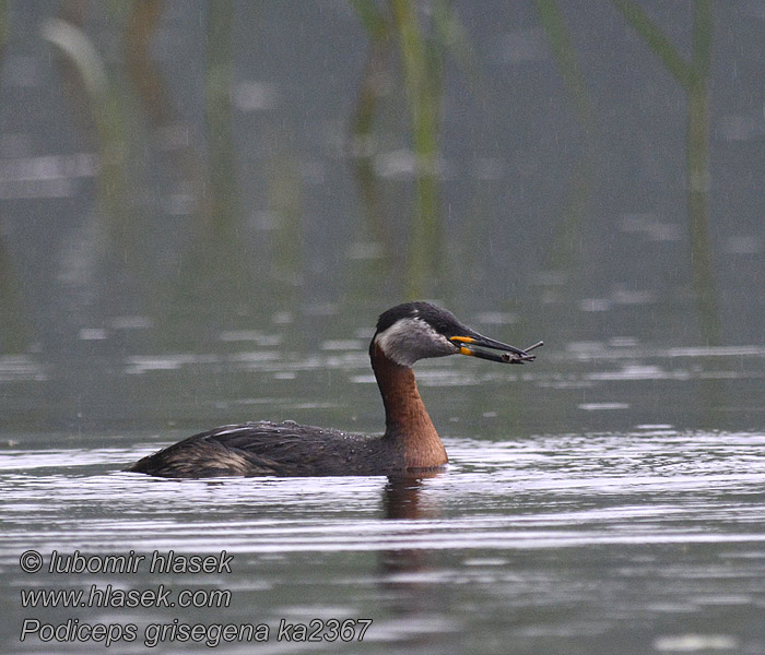 Podiceps griseigena Grèbe jougris