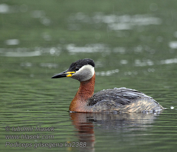 Podiceps griseigena Readhalsdûker