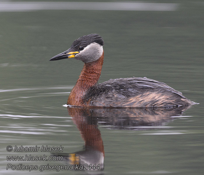 Podiceps griseigena Svasso collorosso