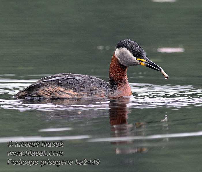 Podiceps griseigena Vörösnyakú vöcsök