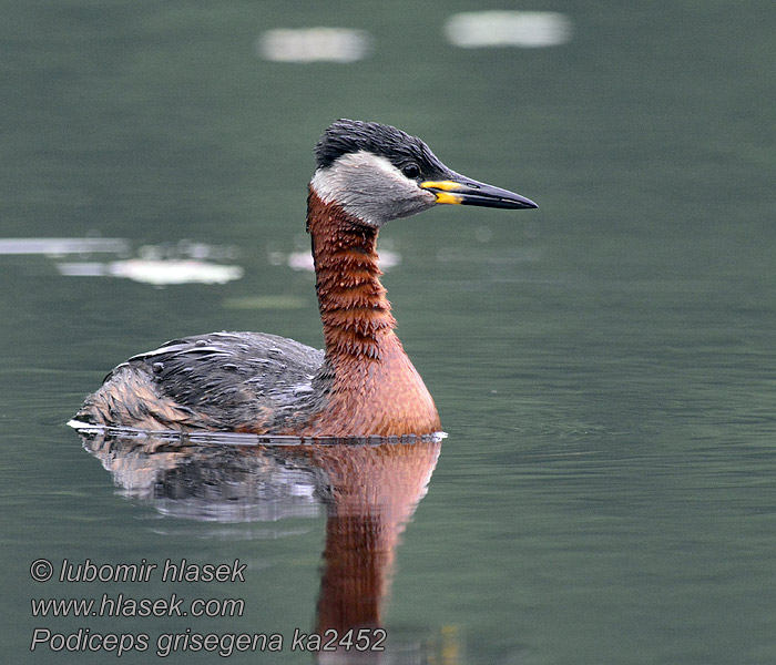 Podiceps griseigena Rothalstaucher