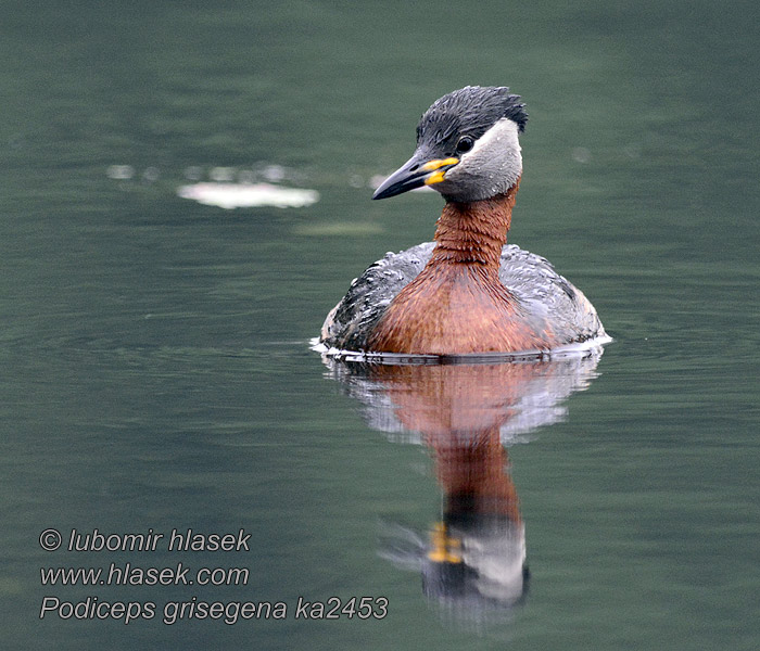 Podiceps griseigena Perkoz rdzawoszyi