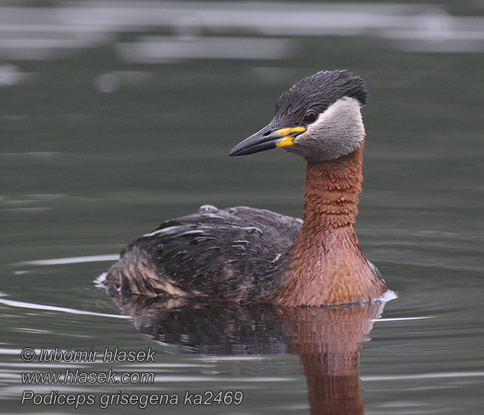 Podiceps griseigena Potápka červenokrká