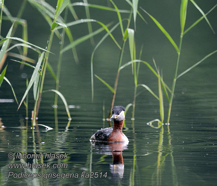 Podiceps griseigena Potápka rudokrká