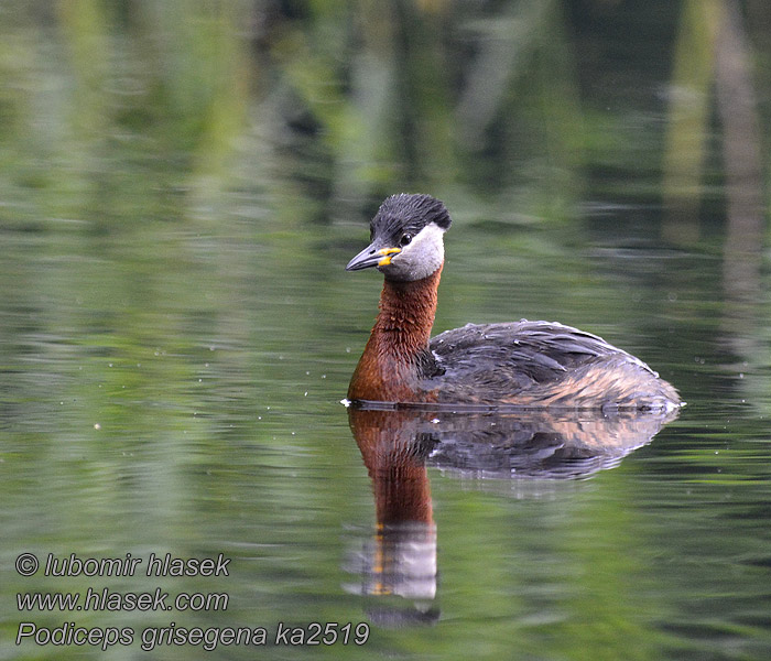 Podiceps griseigena Somormujo cuellirrojo