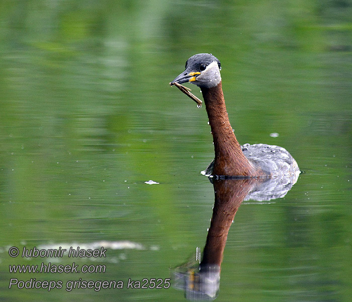 Podiceps griseigena Gråstrupedykker