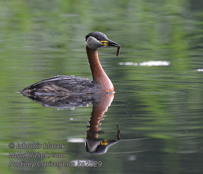 Podiceps griseigena 赤颈 טבלן אפור-לחיים