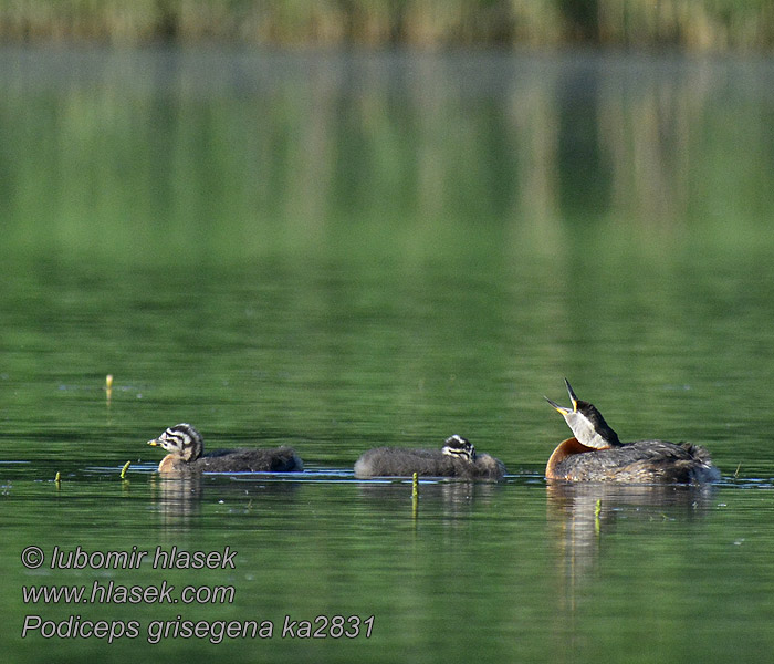 Podiceps griseigena アカエリカイツブリ 큰논병아리 Κοκκινοβουτηχτάρι