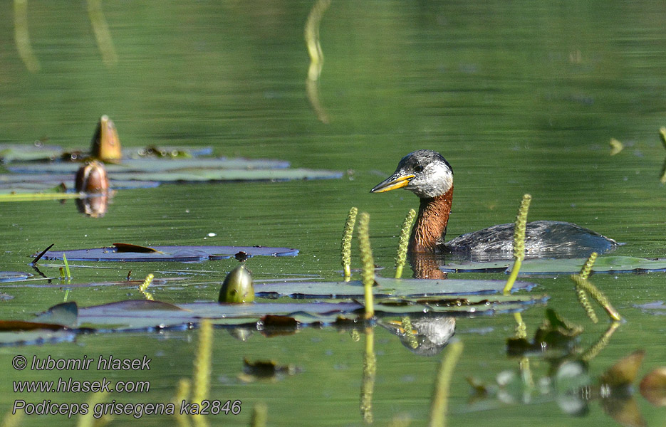 Podiceps griseigena Сірощокий норець