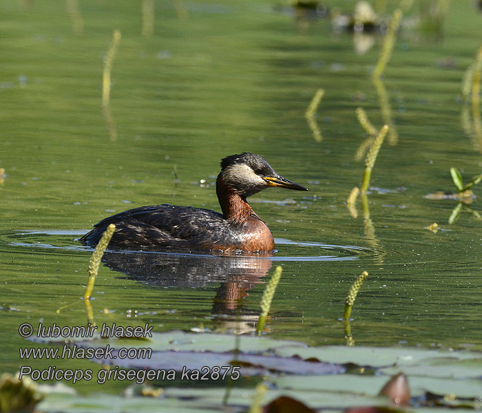 Podiceps griseigena Red-necked Grebe