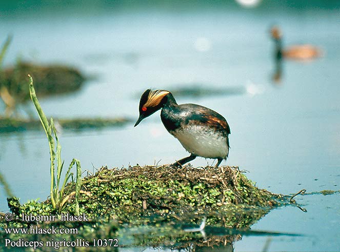 Podiceps nigricollis Black-necked Grebe Blacknecked Eared Schwarzhalstaucher Schwarzhalssteißfuß Grèbe cou noir Zampullín Cuellinegro Zambullidor Mediano Potápka černokrká čiernokrká Sorthalset Lappedykker Geoorde Fuut Mustakaulauikku Svasso piccolo Svarthalsdykker Svarthalsad dopping 黑颈鸊鷉 Черношейная поганка ハジロカイツブリ الغطاس أسود الرقبة 검은목논병아리 Μαυροβουτηχτάρι Mergulhão-de-pescoço-preto Mergulhão pescoço preto Чорношиїй норець Пірникоза чорношия Swartnekdobbertjie Karaboyunlu batağan Kara Boyunlu טבלן בינוני Чарнашыйная коўра Чарнашыя паганка Черноврат гмурец Mustakael-pütt Juodakaklis kragas Melnkakla dūkuris Perkoz zausznik Sfunsella naira Kredharaku gushëzi