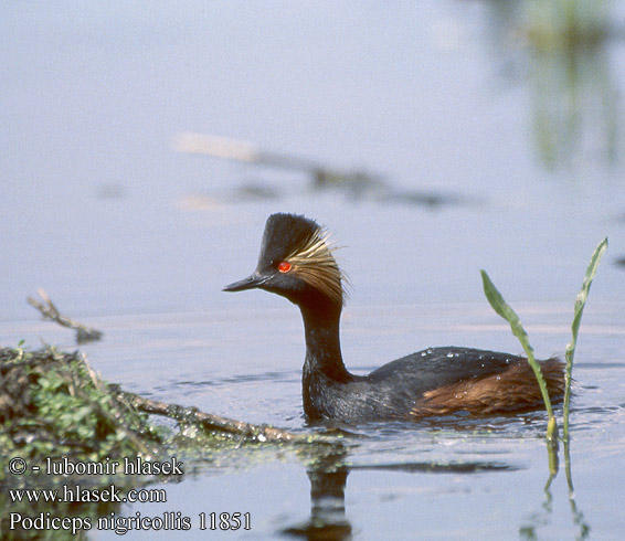 Podiceps nigricollis 11851