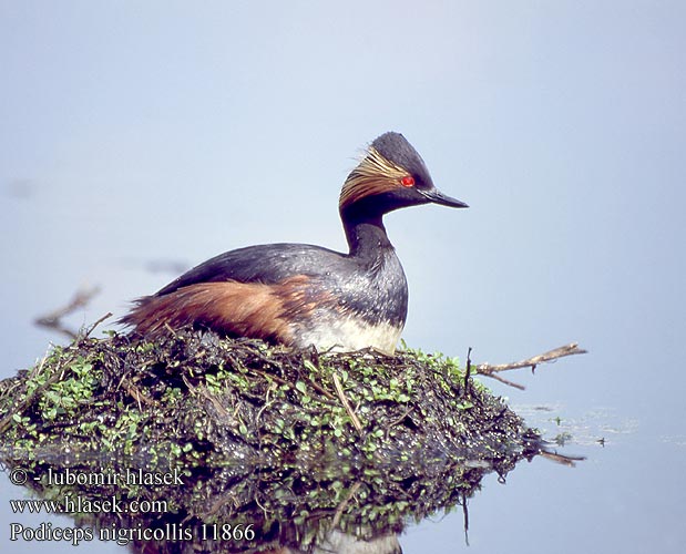 Podiceps nigricollis 11866