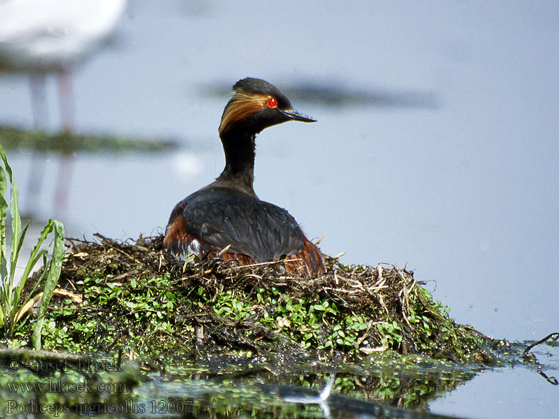 Schwarzhalstaucher Schwarzhalssteißfuß Podiceps nigricollis