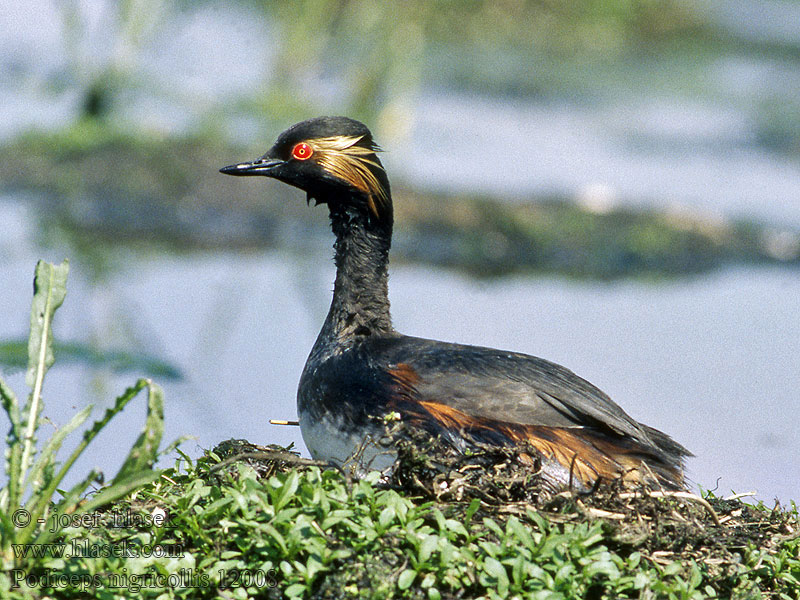 Grèbe cou noir Podiceps nigricollis