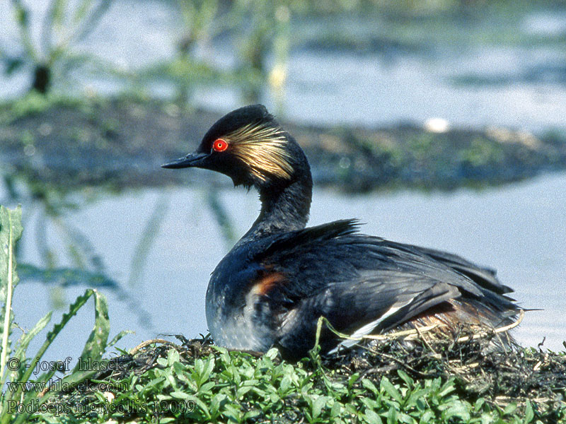 Zampullín Cuellinegro Zambullidor Mediano Podiceps nigricollis