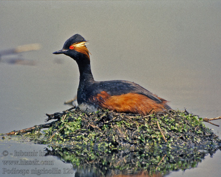 Potápka černokrká Podiceps nigricollis