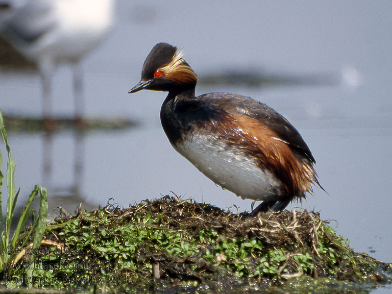 Potápka čiernokrká Sorthalset Lappedykker Podiceps nigricollis