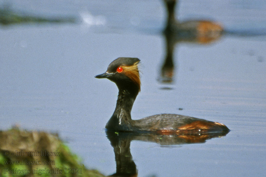 Black-necked Grebe Blacknecked Eared Podiceps nigricollis