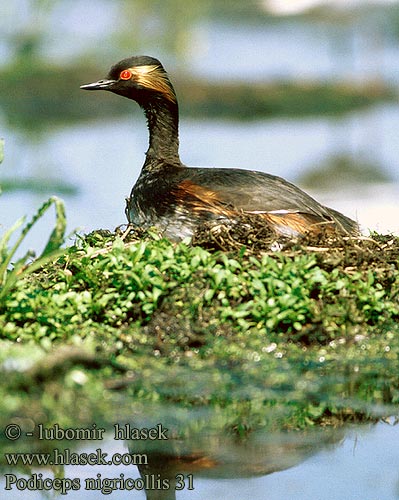 Podiceps nigricollis 31