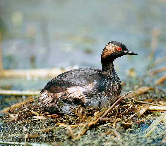 Podiceps nigricollis 4076