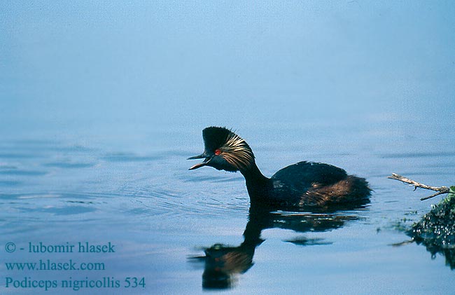 Podiceps nigricollis 534