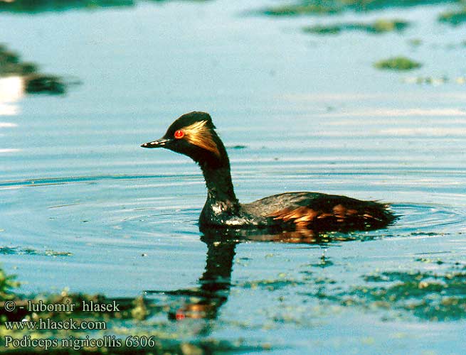 Podiceps nigricollis 6306