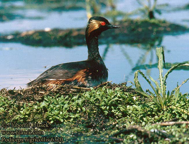 Podiceps nigricollis 6320