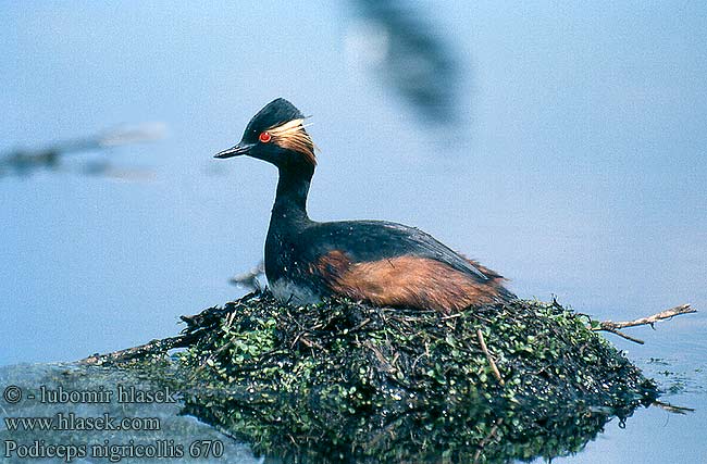 Podiceps nigricollis 670