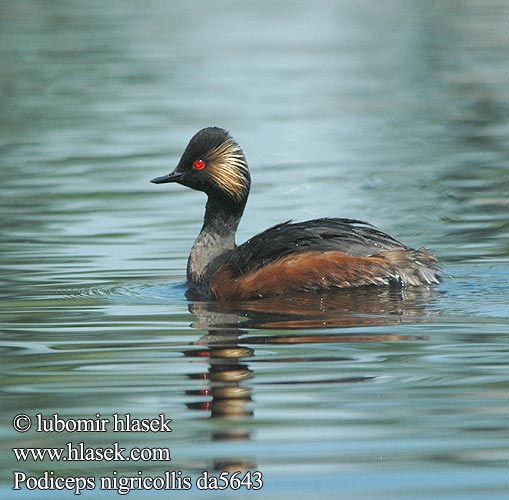 Podiceps nigricollis da5643