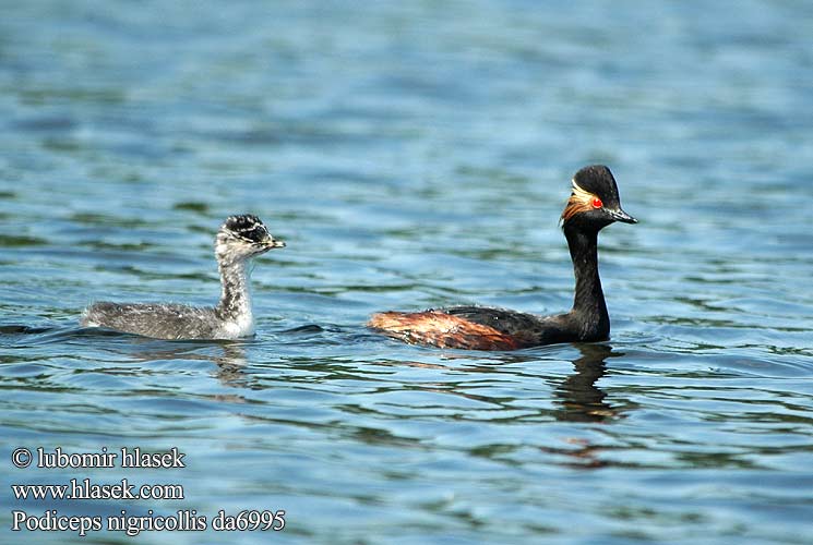 Podiceps nigricollis da6995