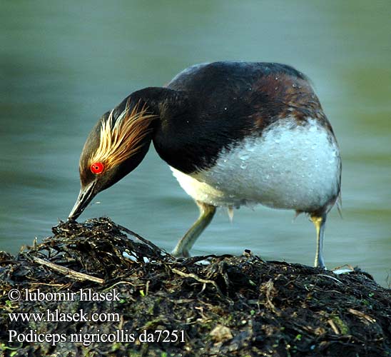 Podiceps nigricollis da7251