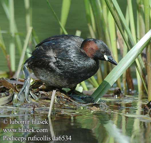 Little Grebe Zwergtaucher Grèbe castagneux