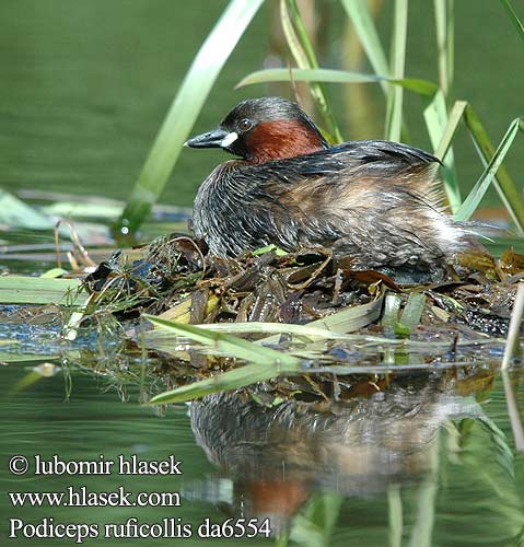 Podiceps ruficollis da6554