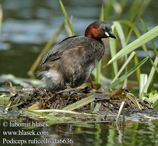 Podiceps ruficollis da6636