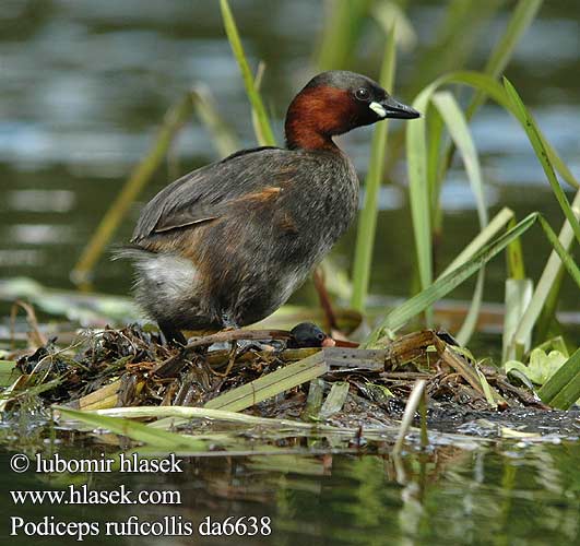 Podiceps ruficollis da6638