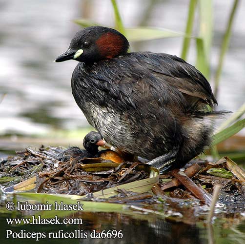 Podiceps ruficollis da6696