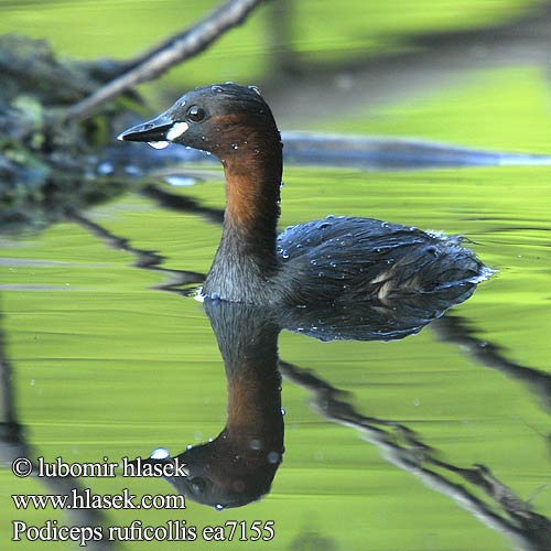 Tachybaptus ruficollis Podiceps Little Grebe Zwergtaucher