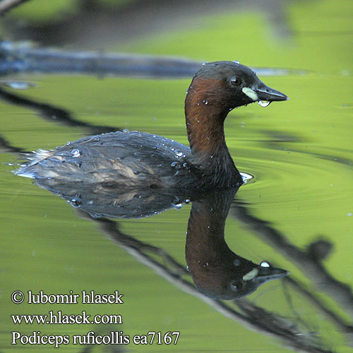 Tachybaptus ruficollis Podiceps potápka malá