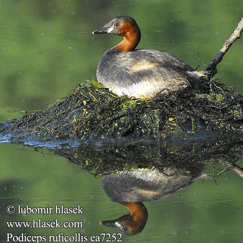 Podiceps ruficollis ea7252