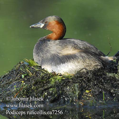 Podiceps ruficollis ea7256