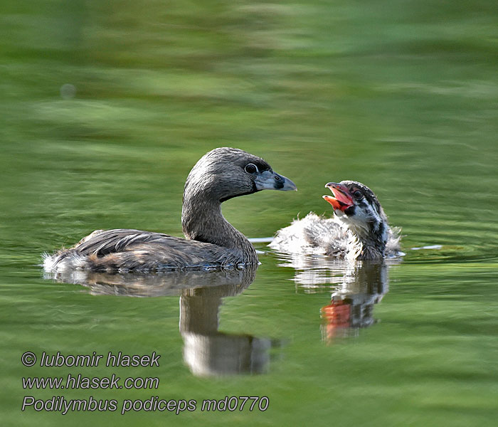 Podilymbus podiceps 斑嘴巨䴙䴘 Potápka americká