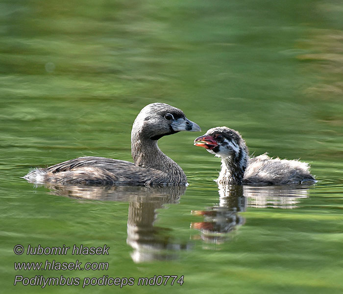 Bindentaucher Tyknæbbet Lappedykker Pied-billed Grebe