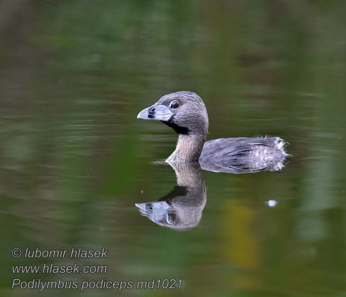 斑嘴巨䴙䴘 Podilymbus podiceps