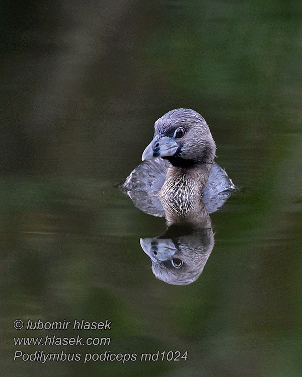 Potápka americká Podilymbus podiceps