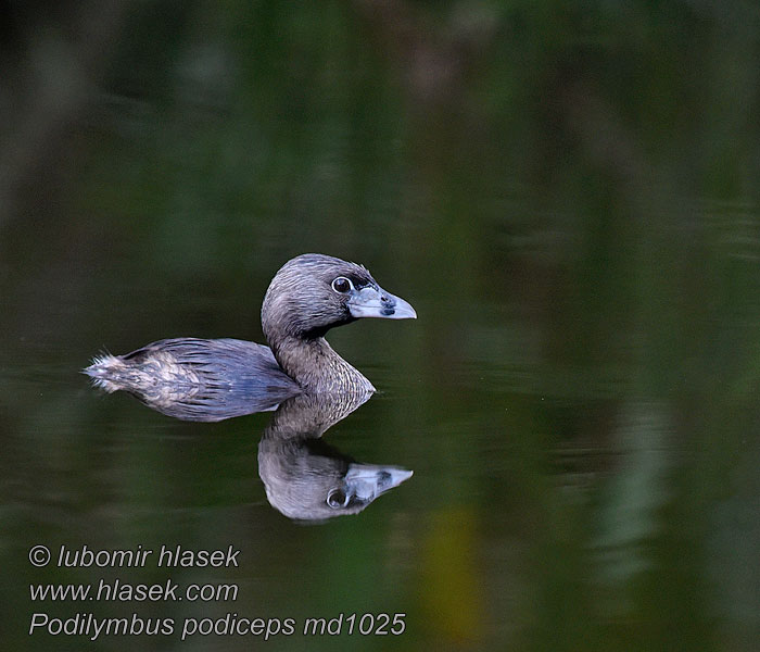 Bindentaucher Podilymbus podiceps