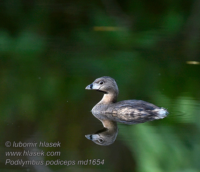 Pied-billed Grebe Podilymbus podiceps